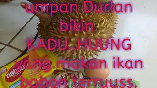 umpan ikan mas babon pake durian bikin KADU..HUUNG...