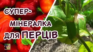 Для потужного перцю зробіть таку висадку і підживлення | Агро-Рокся