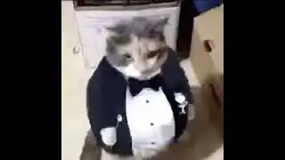 fat ass cat