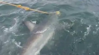 Great White Shark, South Africa, Oceans Research