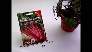 Мангольд.Зелень весь сезон!