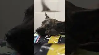 Можно ли знакомить крыс с другими животными? 
