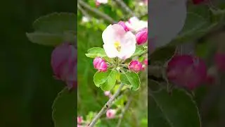 Один лишь раз в год сады цветут #видеооткрытки #открытки #любовь #открыткиспраздником #природа
