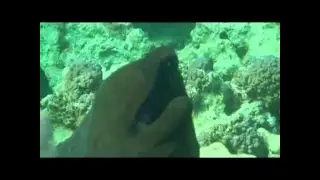 Дайвинг с  Дюгонями  Красного моря.