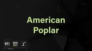 Episode One | Materials- American Poplar