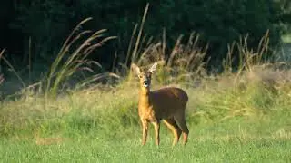 Barking Roe Deer