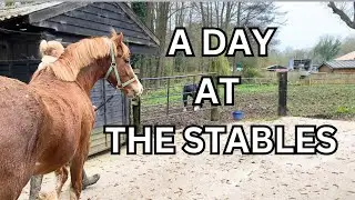 A DAY AT THE STABLES - SHEATH CLEANING