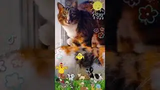 Cat корова по имени му 