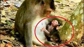 Violet mom use hand pluck hair baby Viola to stop milk so pity,Viola very cute why mom do that