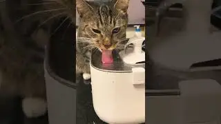 Why Do Cats Hate Water? 