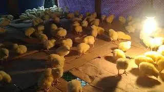 1day old chicks(45 days Chicken)