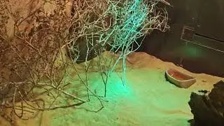 Sand Cat conservation center!!! i Al ain zoo