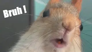 Squirrels Acting Cute & Derpy 🐿️🤪🐿️