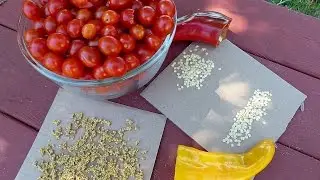 Up close Seed Saving Demo!