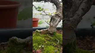 zelkova Bonsai