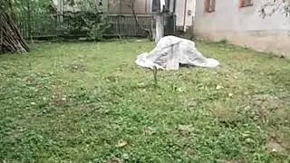 бій котів