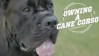 Cane Corso: The Best Dog for Protecting Your Home (and Family)?