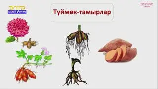 6-класс | Биология  | Тамырдын түр өзгөртүшү