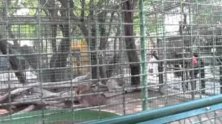 Dubai ZOO