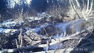 Рябчик, самка 05 11 17