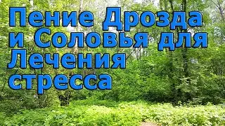 Пение Дрозда и соловья для Лечения стресса