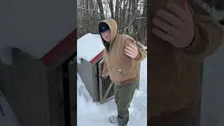 A Predator Attacked My Chicken! 