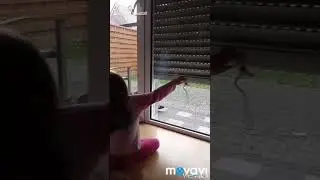 Прикольные котики