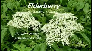 Elderberry: Sambucus Nigra Natures Medicine Cabinet