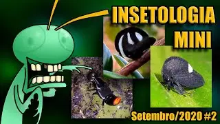 Insetologia Mini Setembro de 2020 #2
