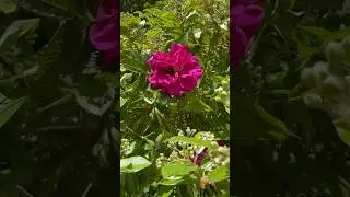 Beautiful summer garden with vibrant , fragrant roses . #gardenrose  #backgarden #birdsounds #rose#