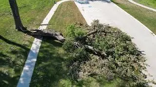 Park Tree is Broken (One Minute)