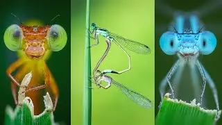 Damselfly Macro (Chụp macro mẫu chuồn chuồn kim)