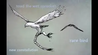 Rare bird