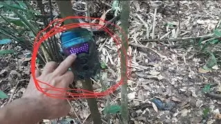 Câmera de trilha com os leds acessos é normal?