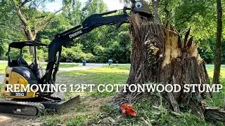Removing A Truly MASSIVE Stump