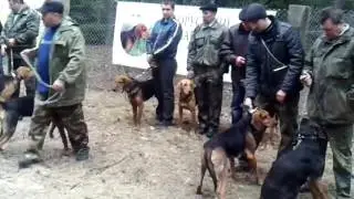 Беларускi ганчак