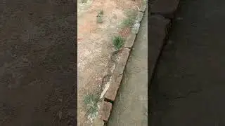 #snake