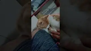KUCING MANJA