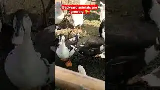 Our backyard animals! Diskarteng G ❤️