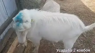 Остановка рубца у козы.Симптомы ,лечение.
