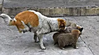 Homeless Mother Dog and Her Puppies Found Near a Build Crying for Help
