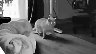 What Minou doing?