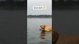 DOG LOVERS | LOVED | PUPPY #shorts  #dog  #love  #doggo  #fun