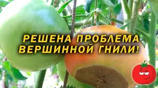 Эффективное решение проблемы вершинной гнили