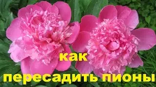 Пересаживаем пионы.Мой личный опыт.Как это делаю я.