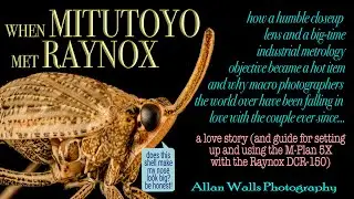 When Mitutoyo Met Raynox - How to set up a Mitutoyo 5X objective with a Raynox tube lens (+more)