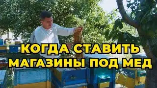 Как взять мед со слабых пчелосемей. Пчелы не идут в магазины