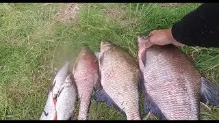 Две поклёвки, и рыбалка удалась! Ловля леща на донки! Рыбалка на Оке!