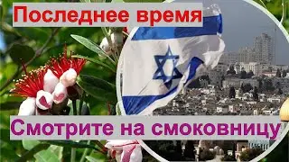 Смотрите на смоковницу. Последнее время.