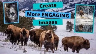 Improve your Wildlife Photography with engaging photos. A day photographing Bison in Yellowstone